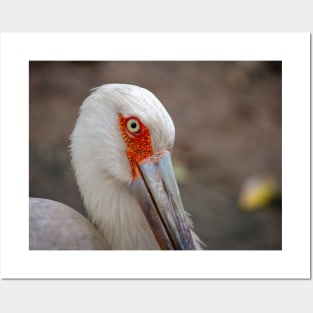 The eye of a maguari stork tropical bird photography Posters and Art